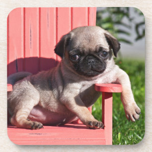 USA, California. Pug Puppy Slouching Coaster