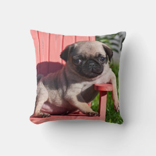 USA, California. Pug Puppy Slouching Cushion