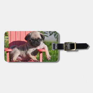 USA, California. Pug Puppy Slouching Luggage Tag