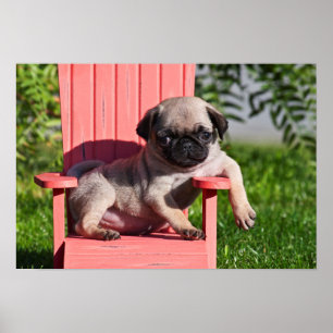 USA, California. Pug Puppy Slouching Poster