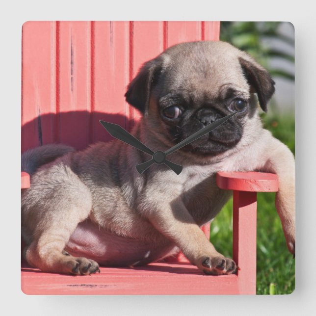 USA, California. Pug Puppy Slouching Square Wall Clock (Front)