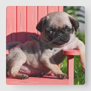 USA, California. Pug Puppy Slouching Square Wall Clock