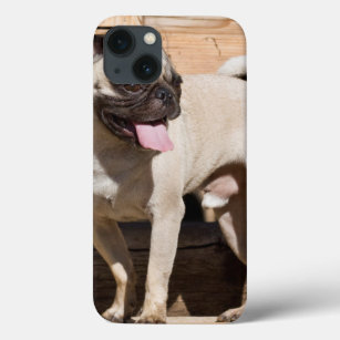 USA, California. Pug Standing On Wooden Bench iPhone 13 Case