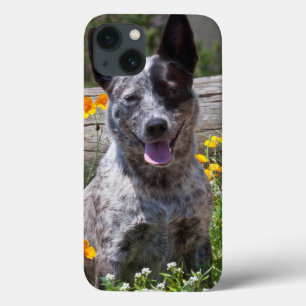 USA, California. Queensland Healer Sitting 2 iPhone 13 Case