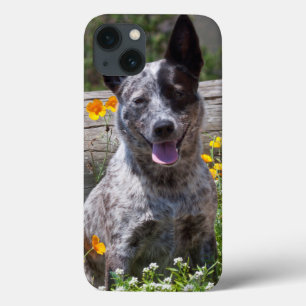 USA, California. Queensland Healer Sitting 2 iPhone 13 Case