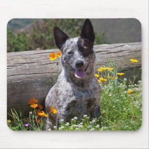 USA, California. Queensland Healer Sitting 2 Mouse Pad