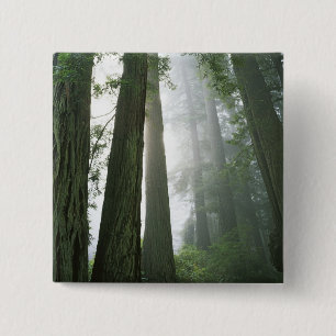 USA, California, Redwood National Park, 15 Cm Square Badge