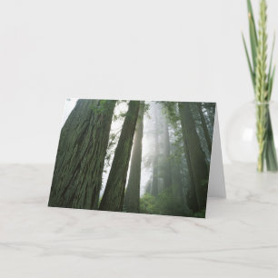 USA, California, Redwood National Park, 2 Card