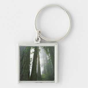 USA, California, Redwood National Park, 2 Key Ring