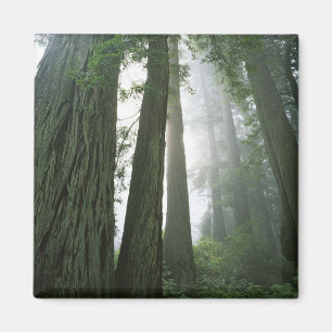 USA, California, Redwood National Park, 2 Magnet