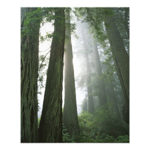 USA, California, Redwood National Park, 2 Photo Print