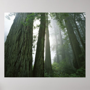USA, California, Redwood National Park, 2 Poster