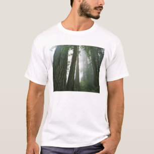 USA, California, Redwood National Park, 2 T-Shirt