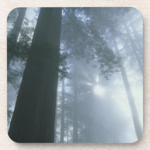 USA, California, Redwood National Park, Del Coaster