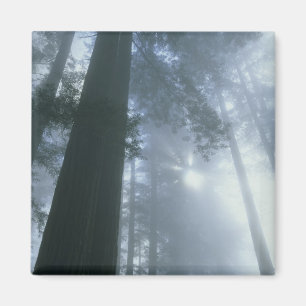 USA, California, Redwood National Park, Del Magnet