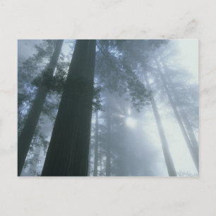 USA, California, Redwood National Park, Del Postcard