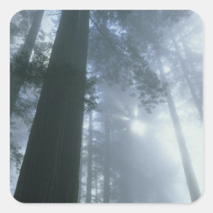 USA, California, Redwood National Park, Del Square Sticker
