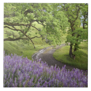 USA, California, Redwood National Park. Dirt Ceramic Tile