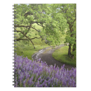 USA, California, Redwood National Park. Dirt Notebook