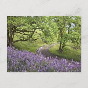 USA, California, Redwood National Park. Dirt Postcard