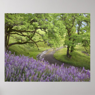 USA, California, Redwood National Park. Dirt Poster