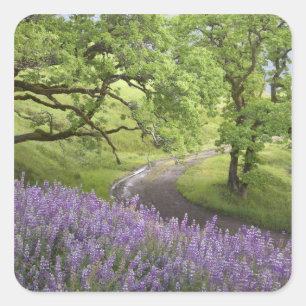 USA, California, Redwood National Park. Dirt Square Sticker