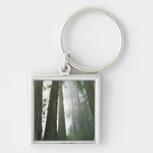 USA, California, Redwood National Park, Key Ring (Front)