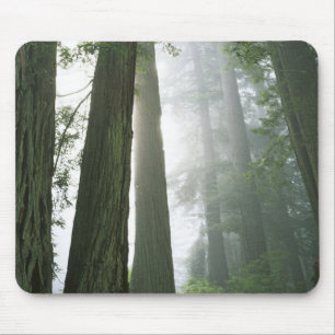 USA, California, Redwood National Park, Mouse Pad
