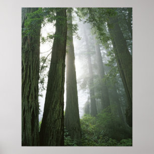 USA, California, Redwood National Park, Poster