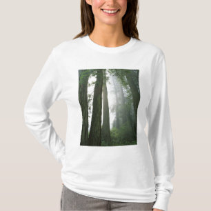 USA, California, Redwood National Park, T-Shirt