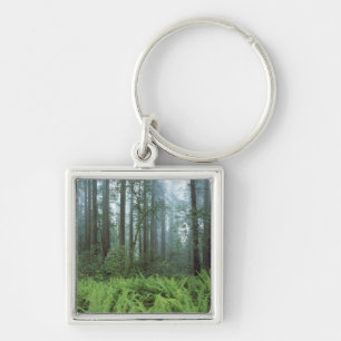 USA, California, Redwood NP. Ferns and Key Ring