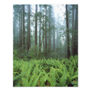 USA, California, Redwood NP. Ferns and Photo Print
