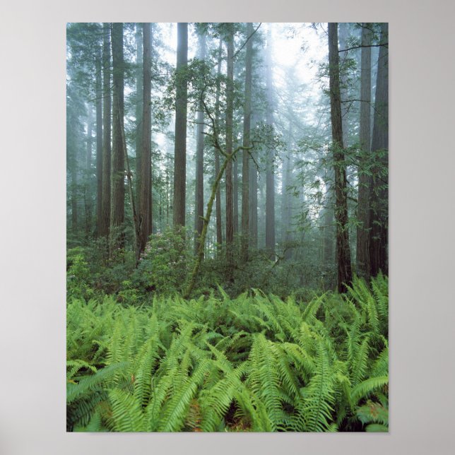 USA, California, Redwood NP. Ferns and Poster (Front)