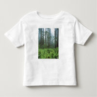 USA, California, Redwood NP. Ferns and