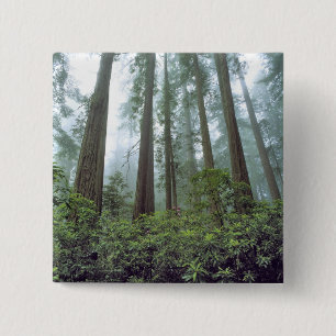 USA, California, Redwood NP. Fog filters the 15 Cm Square Badge