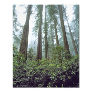 USA, California, Redwood NP. Fog filters the Photo Print
