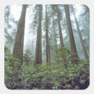 USA, California, Redwood NP. Fog filters the Square Sticker