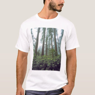 USA, California, Redwood NP. Fog filters the T-Shirt