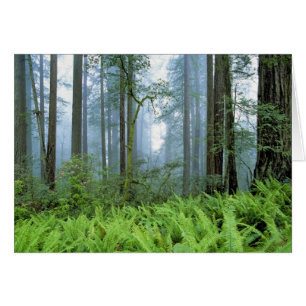 USA, California, Redwood NP. Redwood trees