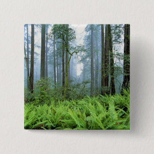 USA, California, Redwood NP. Redwood trees 15 Cm Square Badge