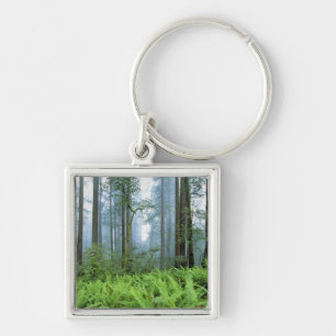 USA, California, Redwood NP. Redwood trees Key Ring
