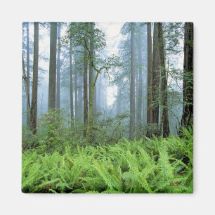 USA, California, Redwood NP. Redwood trees Magnet