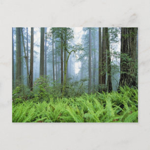 USA, California, Redwood NP. Redwood trees Postcard