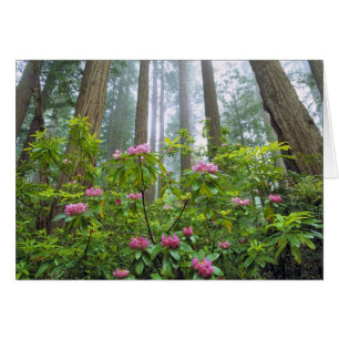 USA, California, Redwood NP. Rhododendron
