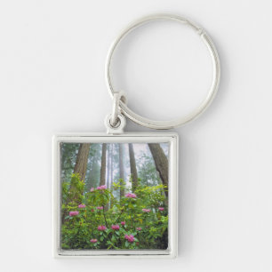 USA, California, Redwood NP. Rhododendron Key Ring