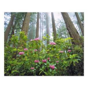 USA, California, Redwood NP. Rhododendron Photo Print