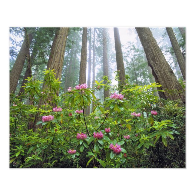 USA, California, Redwood NP. Rhododendron Photo Print (Front)