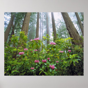 USA, California, Redwood NP. Rhododendron Poster