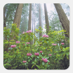 USA, California, Redwood NP. Rhododendron Square Sticker