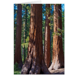 USA, California. Redwood Tree Trunks, Mariposa